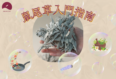 鼠尾草入門指南：一文了解來源、用途和意義✨🌿