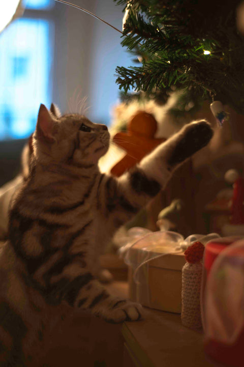 【2025冬日禮品系列｜聖誕火柴香】