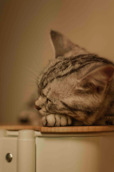 【2025冬日禮品系列｜⁠⁠冬至線香】